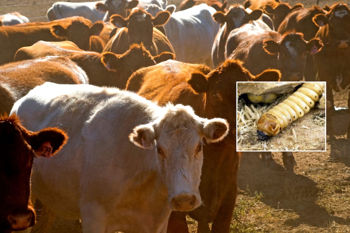 Pese al cierre de frontera de EU a bovinos, la carne no bajará de precio