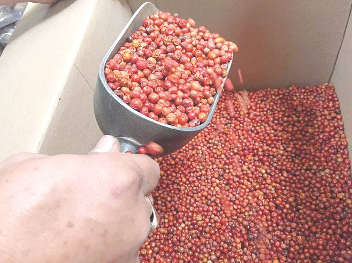 El comercio del chiltepín se verá afectado este año en Álamos.