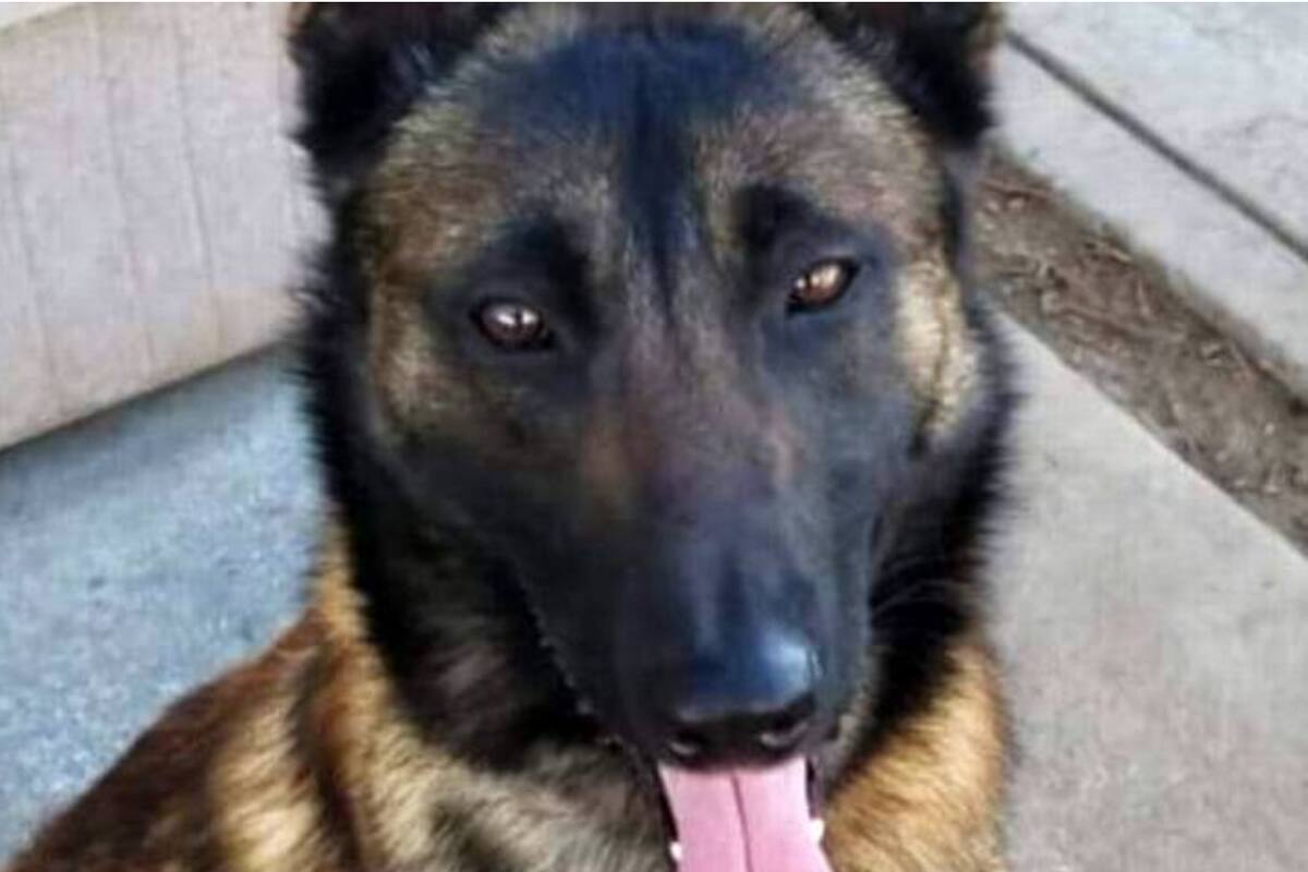 Policía mató perro a patadas; dueño reclama justicia y atención al caso