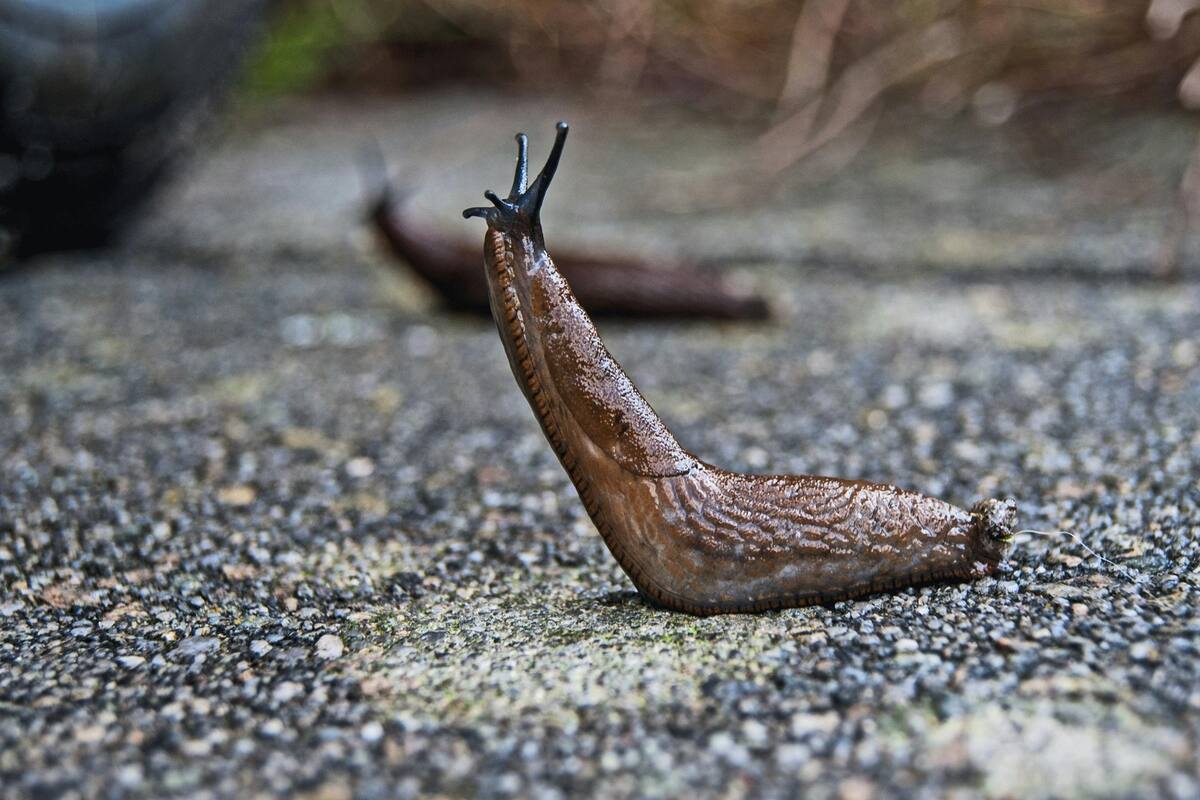 Hombre se comió una babosa por cumplir un reto con sus amigos, esto le sucedió