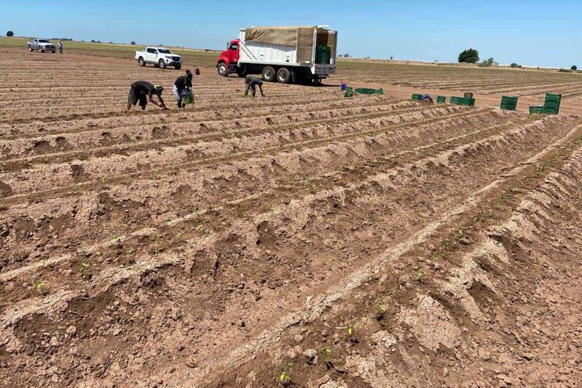 Exhortan a declarar emergencia por sequía en Región del Mayo