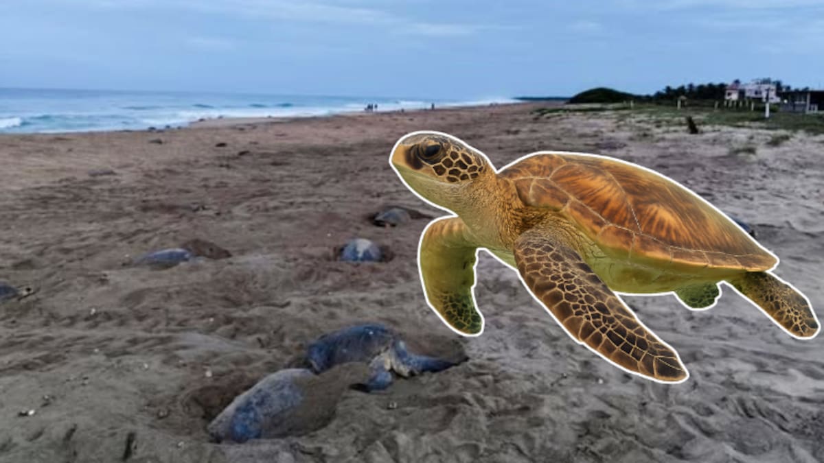 Más de 269,000 tortugas marinas desovan en Oaxaca: se espera el nacimiento de casi 27 millones de crías en La Escobilla