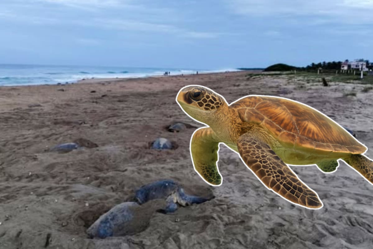 Más de 269,000 tortugas marinas desovan en Oaxaca: se espera el nacimiento de casi 27 millones de crías en La Escobilla