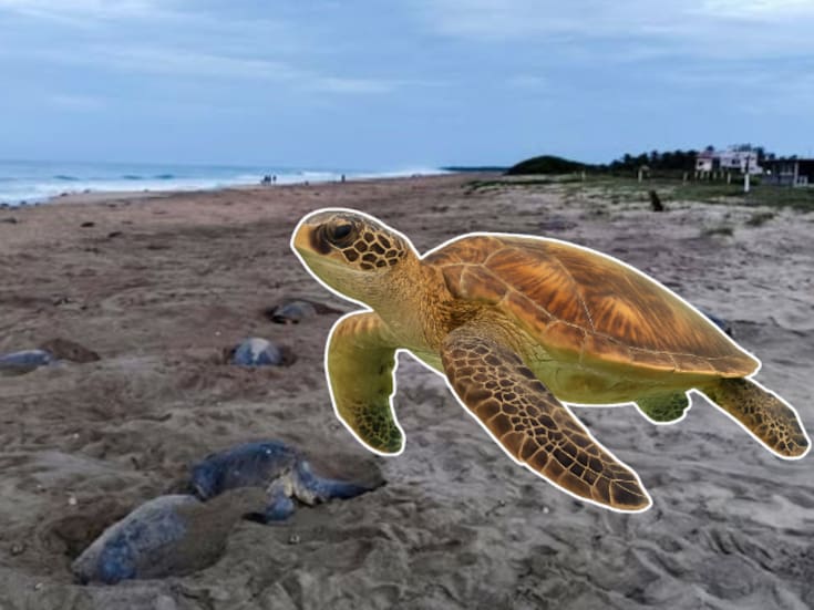 Más de 269,000 tortugas marinas desovan en Oaxaca: se espera el nacimiento de casi 27 millones de crías en La Escobilla