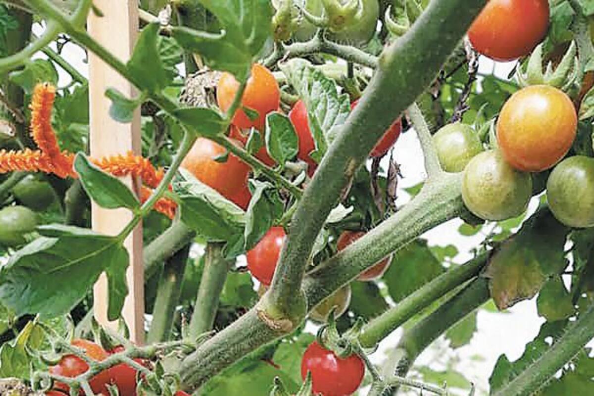 Sonora es líder nacional en exportaciones del agro