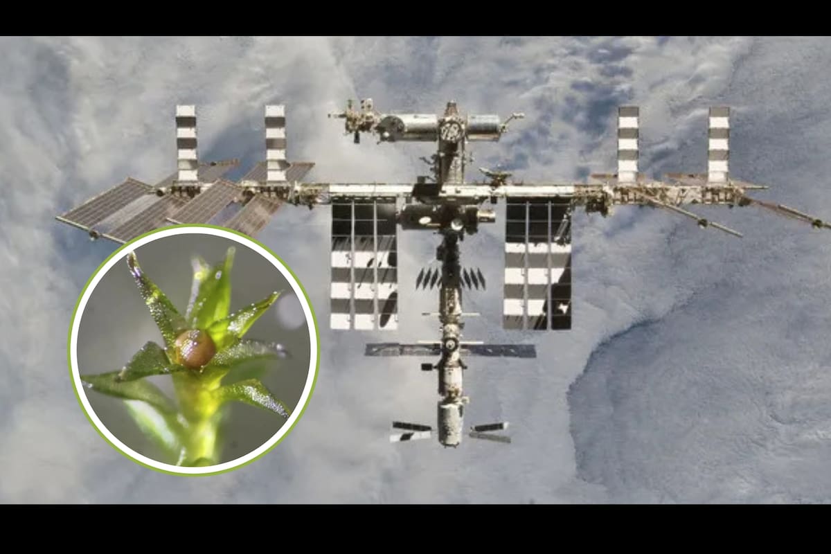 El musgo que sobrevivió casi un año en el espacio