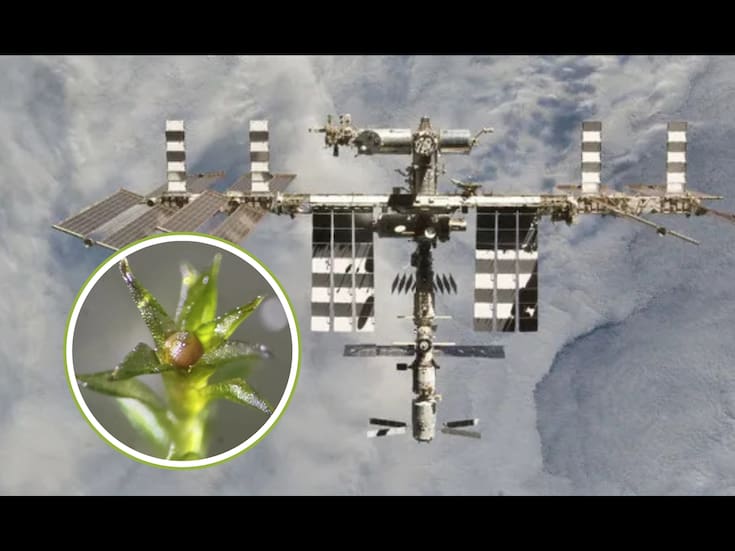 El musgo que sobrevivió casi un año en el espacio