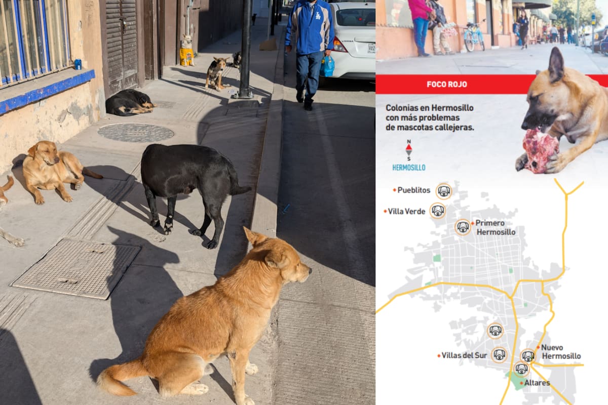 Prende foco rojo sobrepoblación de perros y gatos