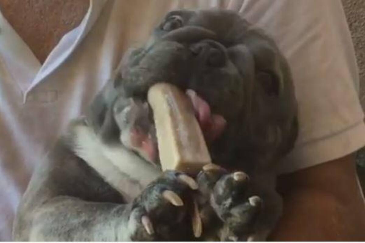 Perrito come con sus propias 'patitas'