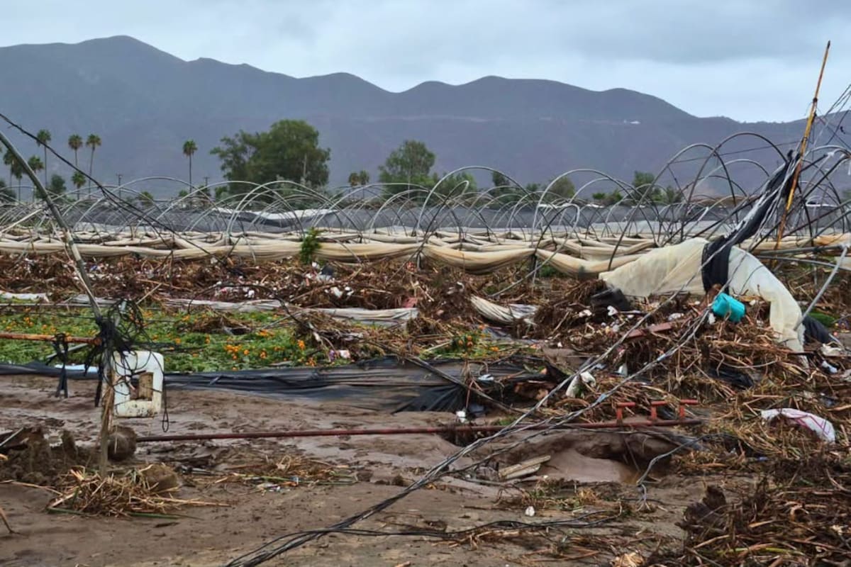 Tormenta Rachel deja pérdidas de 50 millones de dólares en el campo de Maneadero