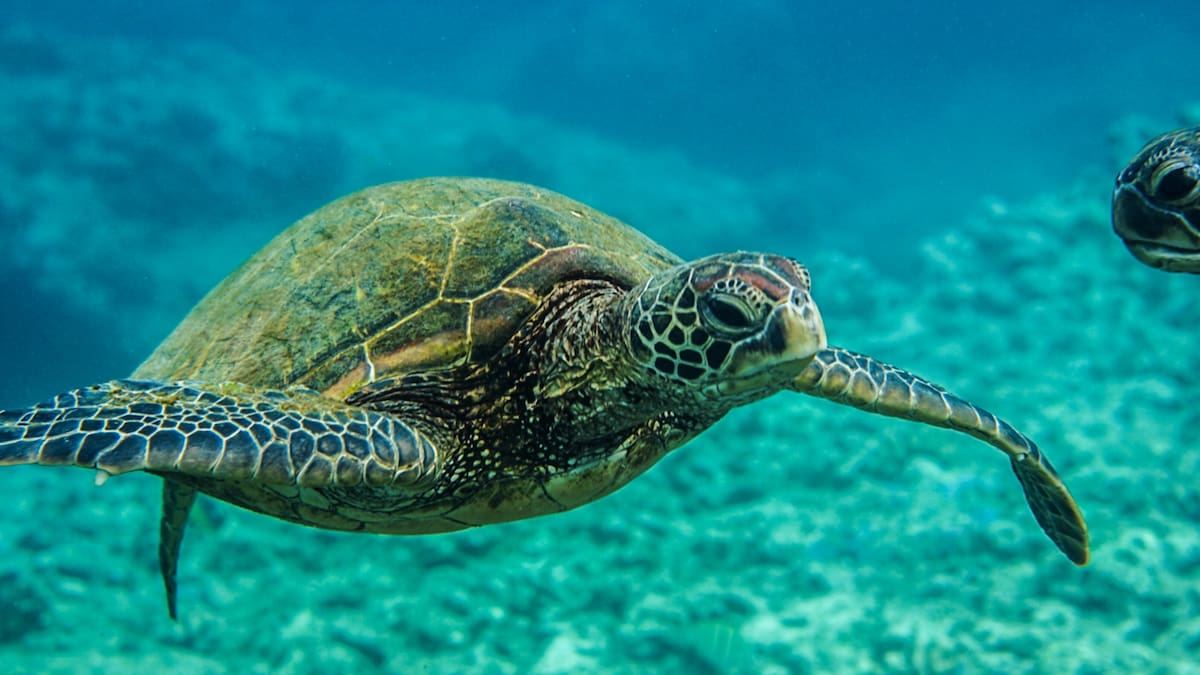 Las tortugas marinas verdes fueron observadas alimentándose de un alga invasora en arrecifes de Hawái.