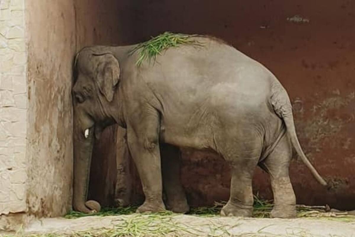 Kaavan, el elefante más triste, será liberado luego de 35 años viviendo en un zoológico