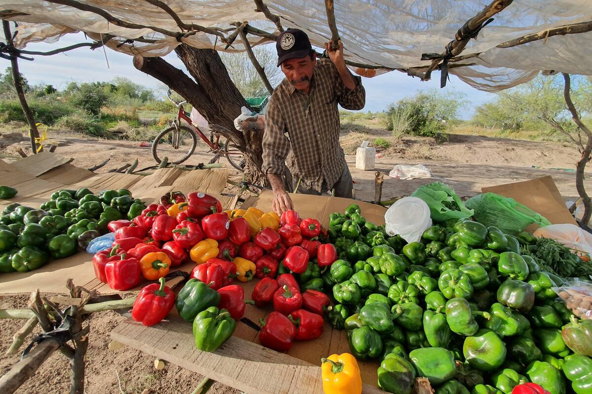 Debe vender 600 chiles todos los días para mantener a su familia