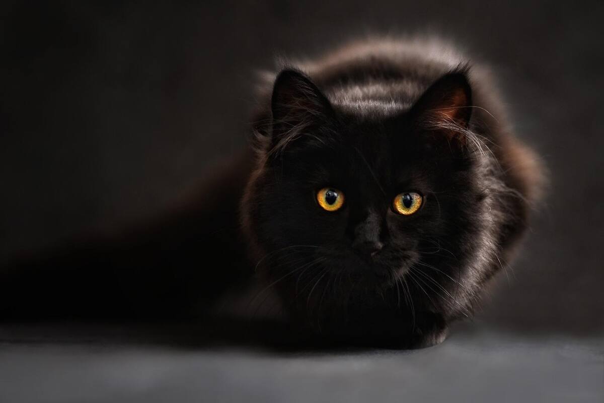 ¿Los gatos negros son de mala suerte?