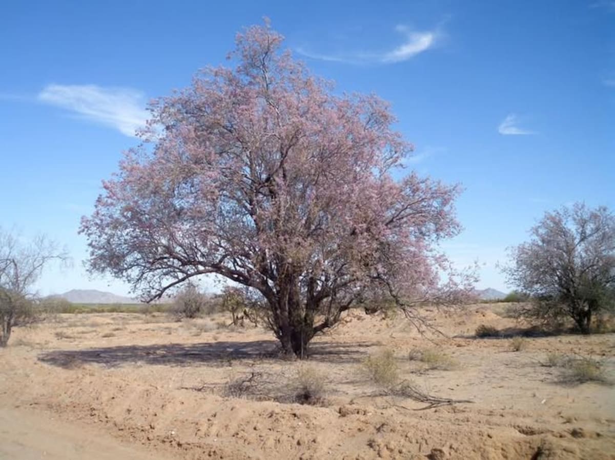 El palo fierro es un árbol de la región que puede soportar periodos con poca agua l Foto: Cortesía