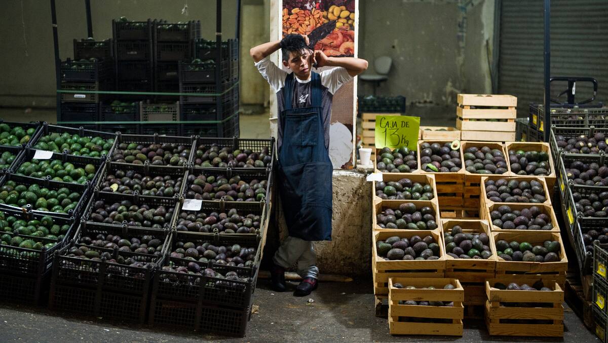 En esta fotografía de archivo del 9 de agosto de 2016, un vendedor de aguacates ofrece el producto en un mercado en la Ciudad de México. Productores en México afirman que si el presidente Donald Trump impone aranceles a todas las exportaciones mexicanas a Estados Unidos, en el caso del aguacate, el más perjudicado será el consumidor estadounidense. (AP Foto/Nick Wagner, Archivo)