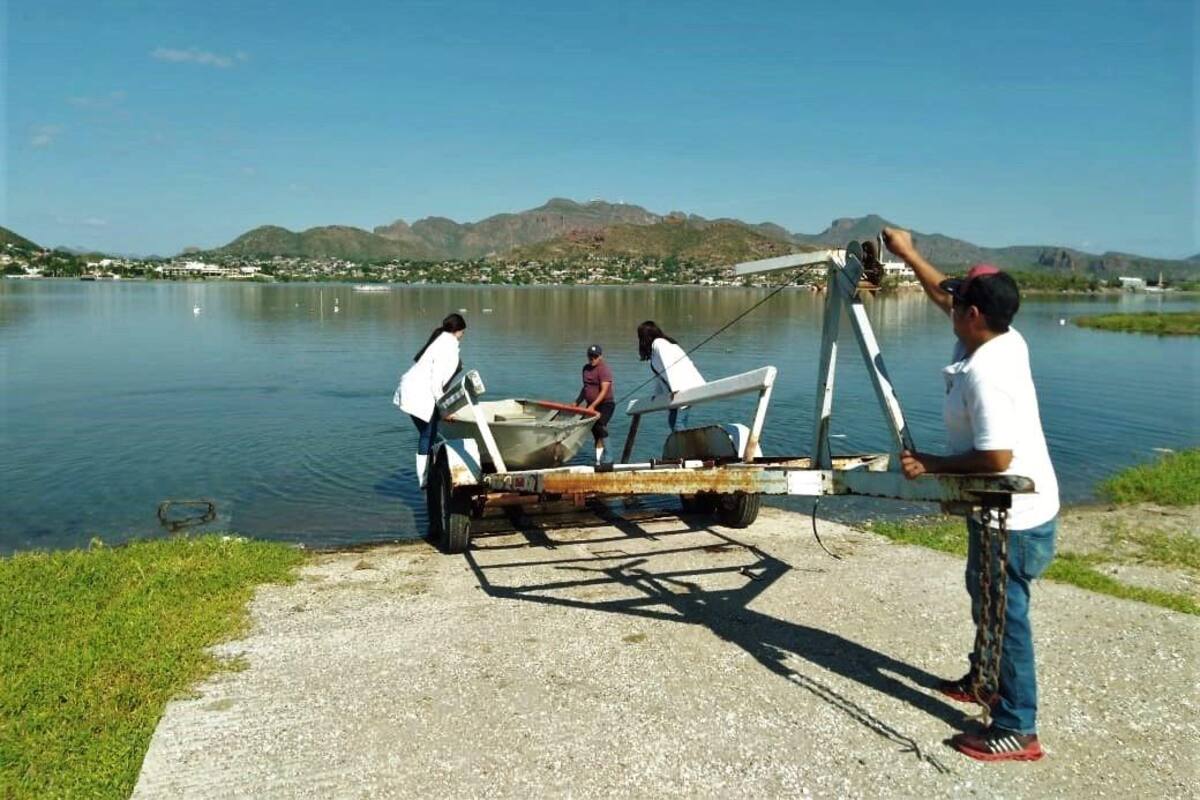 Engorda el ostión en la bahía de Guaymas