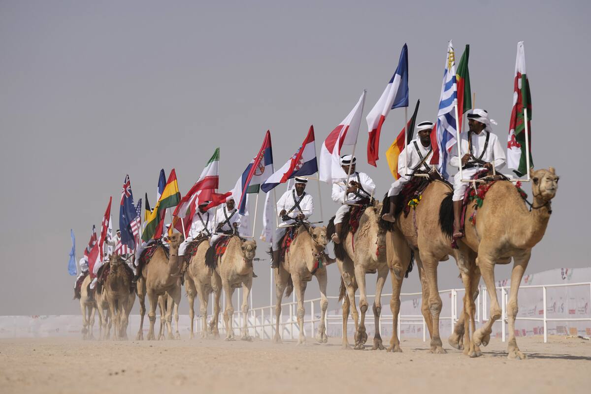 No todo es futbol, realizan concurso de camellos en Qatar