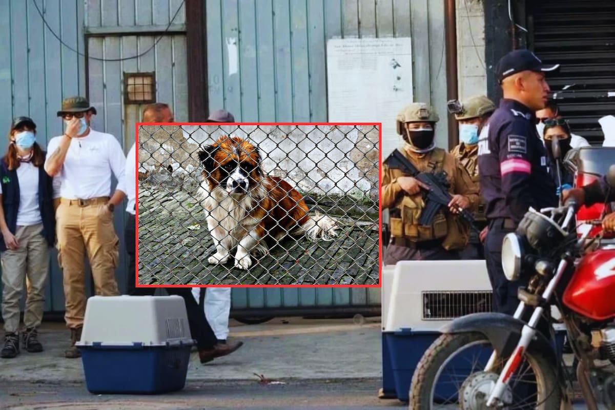 Hallan perros destazados dentro de tambos y decenas de animales aún vivos en presunta carnicería del Estado de México; hombre de 67 años detenido como presunto responsable