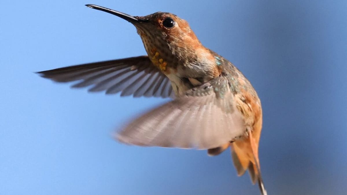 Más del 60% de las especies analizadas contribuye a múltiples servicios ambientales. (Reuters)