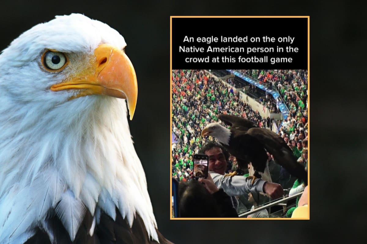 Insólito: águila se posa sobre el único nativo americano en un partido de fútbol americano y sorprende a todos
