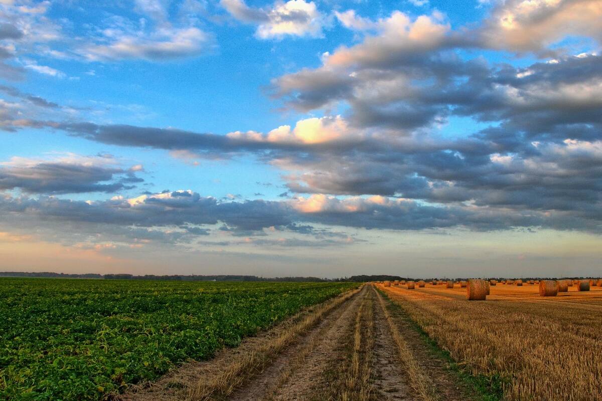 Secretaría de Agricultura dice tener los inventarios suficientes para México