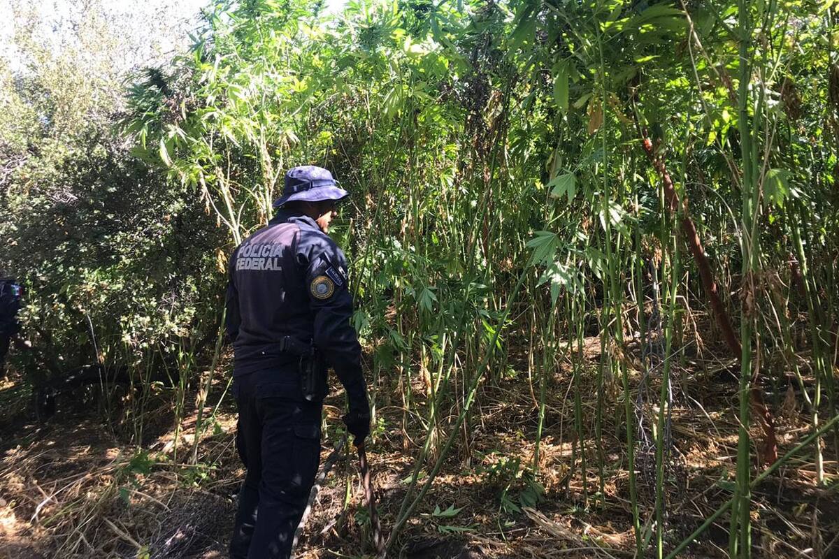 Destruye Policía Federal más de 179 toneladas de mariguana en Tecate