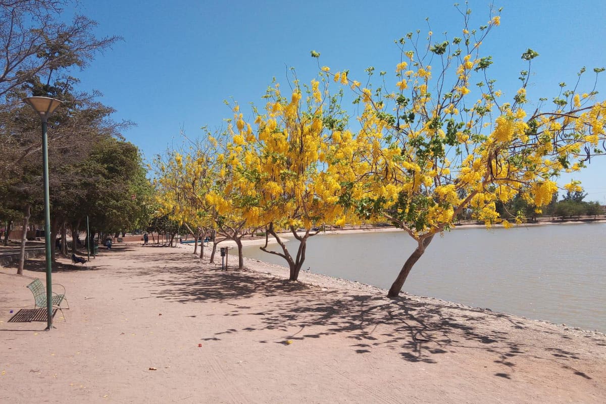 “Lluvia de oro” baña la Laguna del Náinari