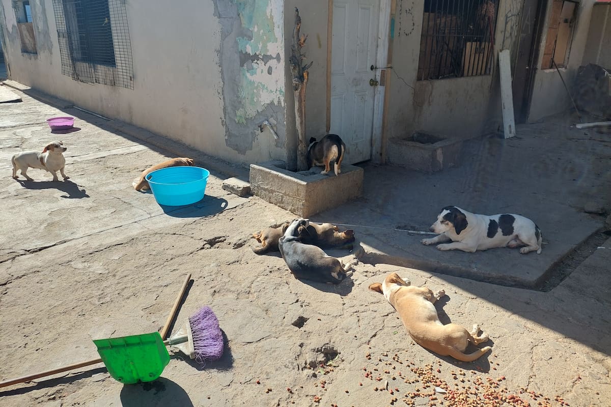 En peligro 15 perros que viven solos en una casa semiabandonada de la colonia Francisco Villa