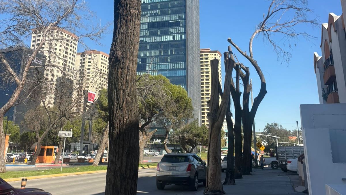 Poda y retiro de árboles se realizó hace seis meses en zona Río de Tijuana