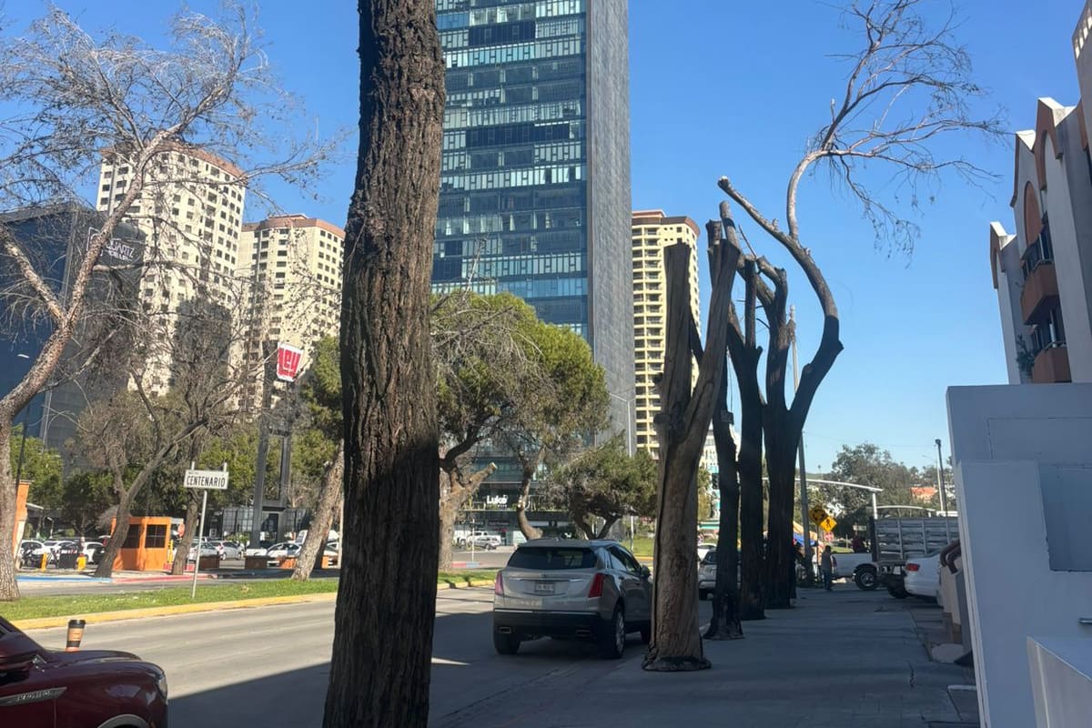 Poda y retiro de árboles se realizó hace seis meses en zona Río de Tijuana