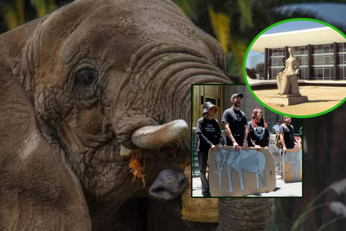 El caso de Ely y sus derechos animales llega a la Suprema Corte