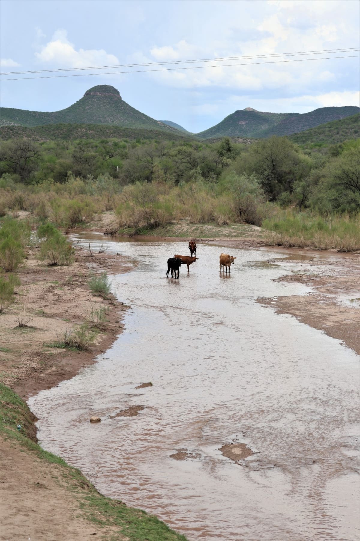 Vacas se acercan a beber del Río Sonora tras crecida de sus cauces por las recientes lluvias. | Julián Ortega