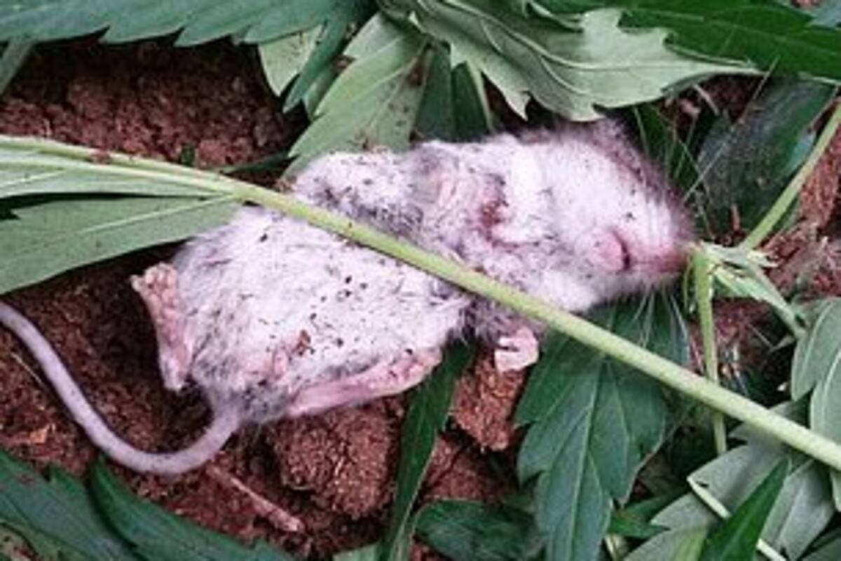 Le da la “pálida” a ratoncito, tras comer hojas de mariguana cae desmayado
