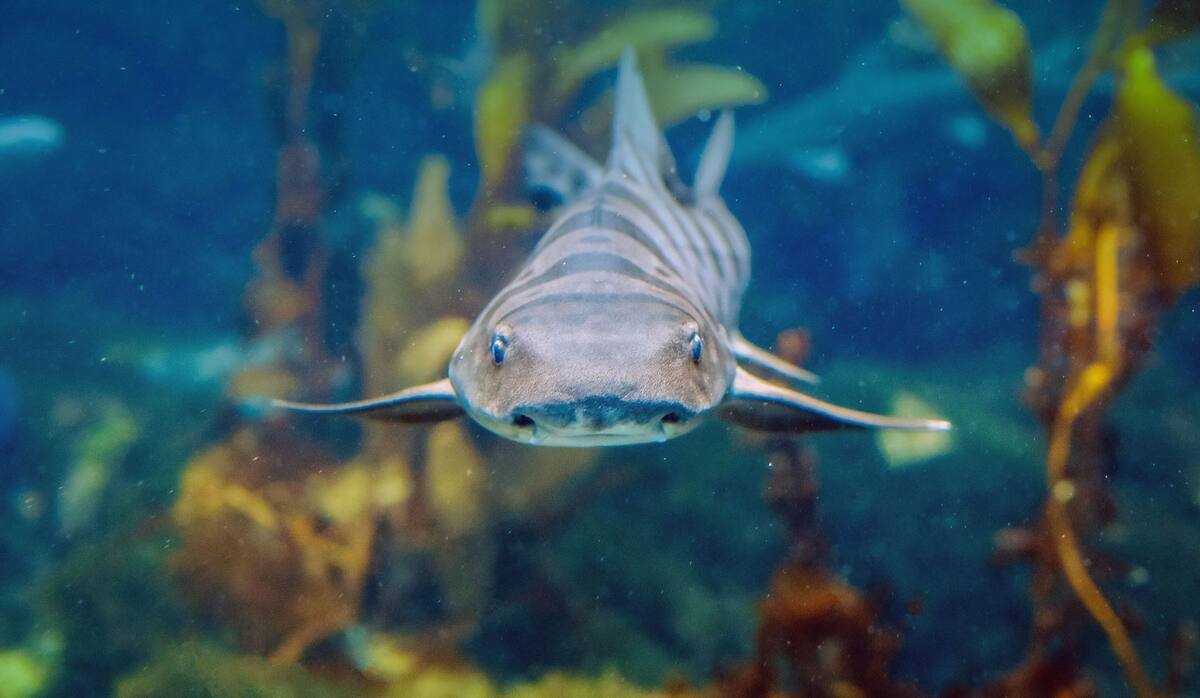 En Shark Summer se podrá conocer de cerca la vida de los tiburones.