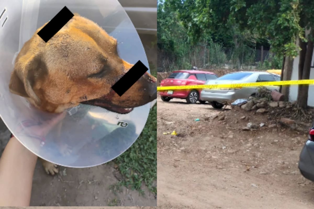 Justicia para perro “Scooby”: Exigen prisión para hombre que lo atacó con un machete