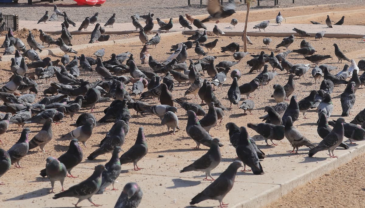 Pichones en Hermosillo. | Crédito: ARCHIVO/Teodoro Borbón (GH)