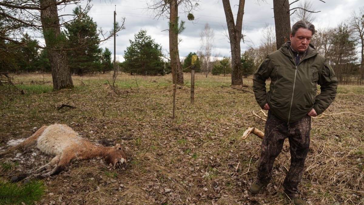 Aunque la fauna ha regresado a Chernóbil, la radiación sigue presente y provoca efectos como cambios en la piel de anfibios y mayor incidencia de cataratas en aves. /AP