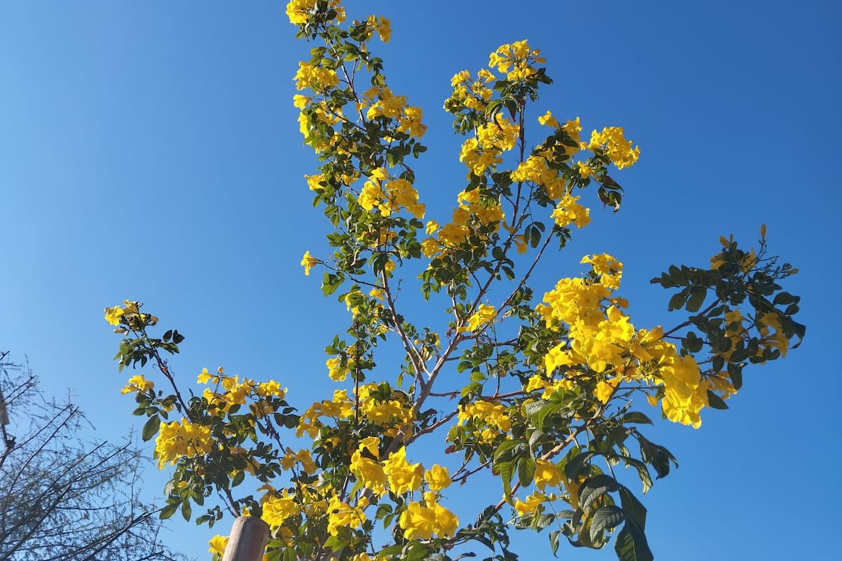 Arranca la primavera en Mexicali con pronóstico de 40 grados