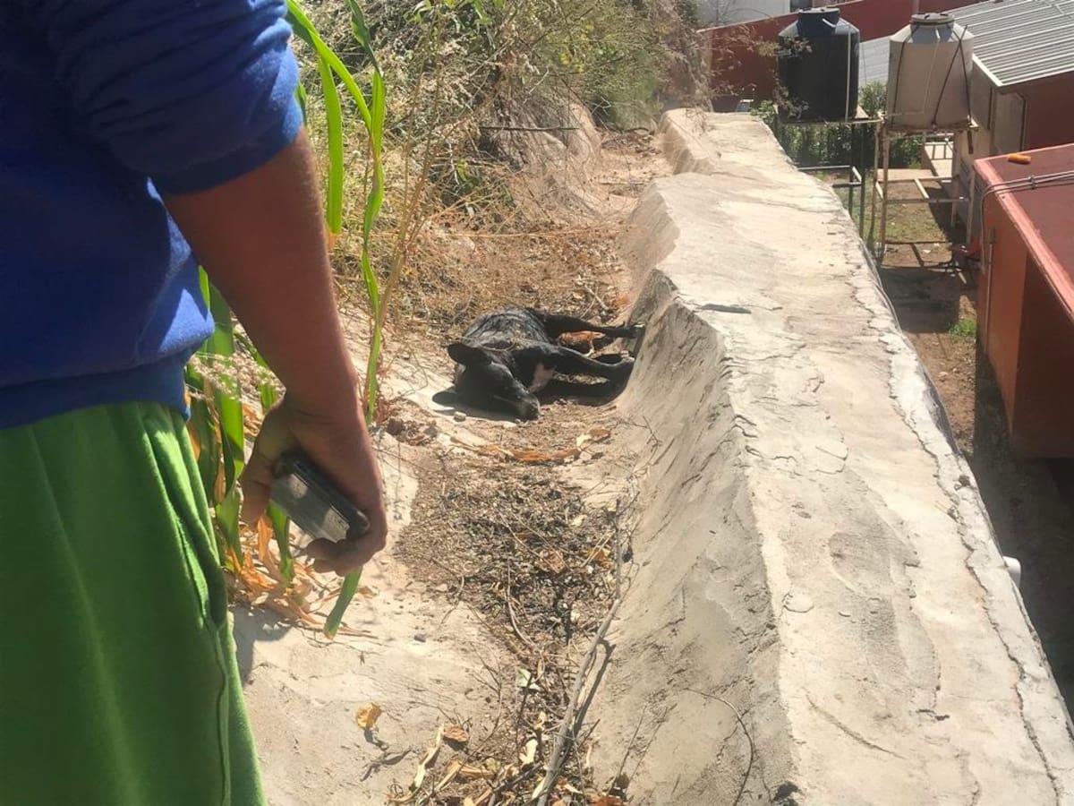 Seis perros murieron presuntamente envenenados en un domicilio de la colonia Las Brisas en Nogales.