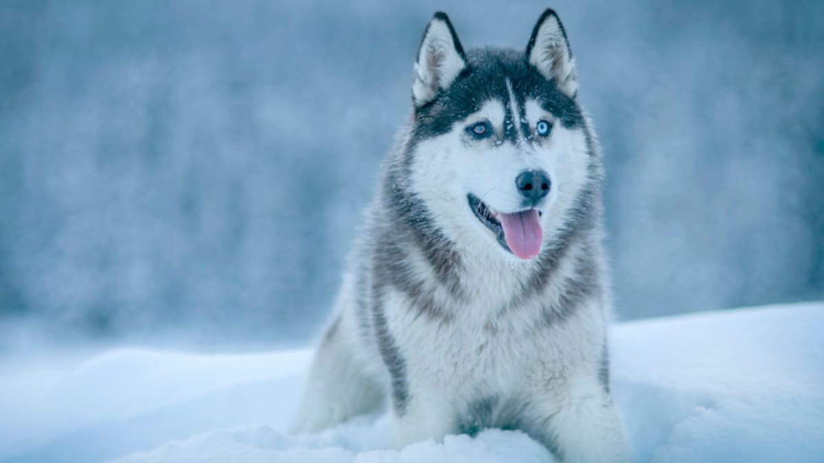 Investigación científica revela que la guerra en Ucrania está modificando rasgos físicos y conducta de perros domésticos, favoreciendo características de supervivencia