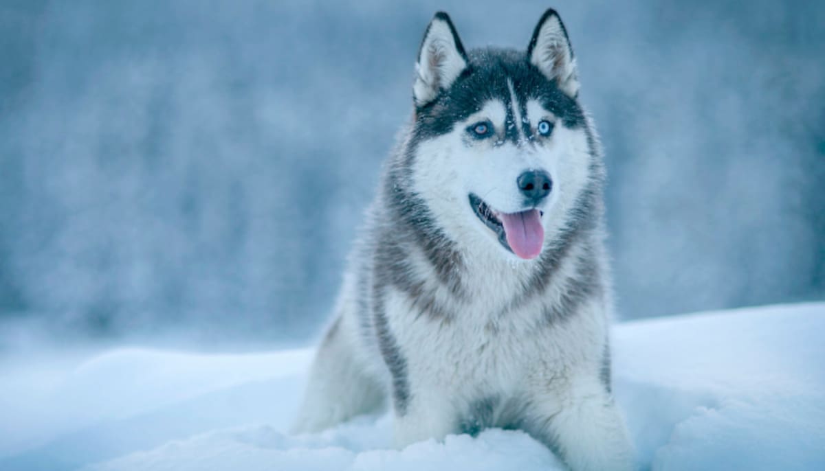 Muchas razas de perros suelen adaptarse a las temperaturas frías.