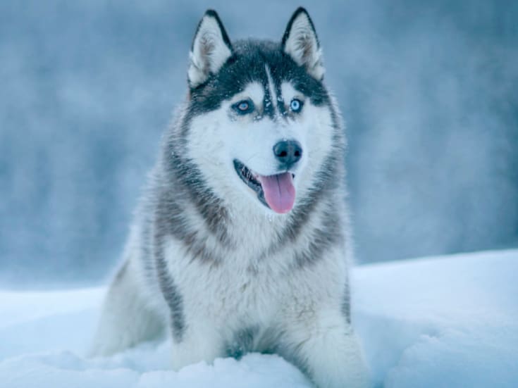 Investigación científica revela que la guerra en Ucrania está modificando rasgos físicos y conducta de perros domésticos, favoreciendo características de supervivencia