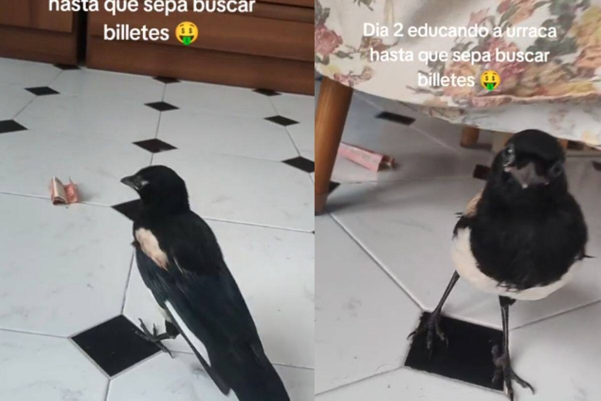 Este Tiktoker quiere educar a su urraca para aprender a buscar billetes