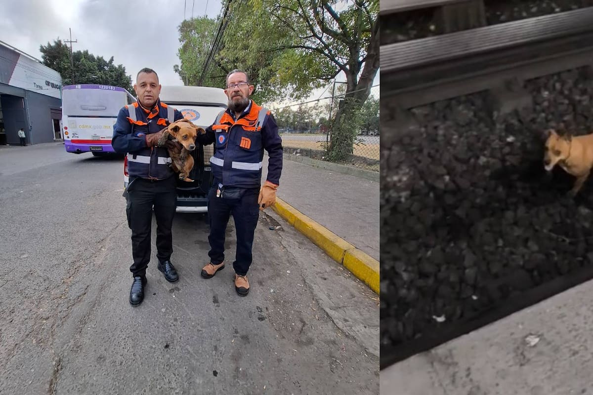 Perro ‘paraliza’ por dos horas estación del metro en CDMX; lo atrapan y lo llevan a un centro de Transferencia Canina