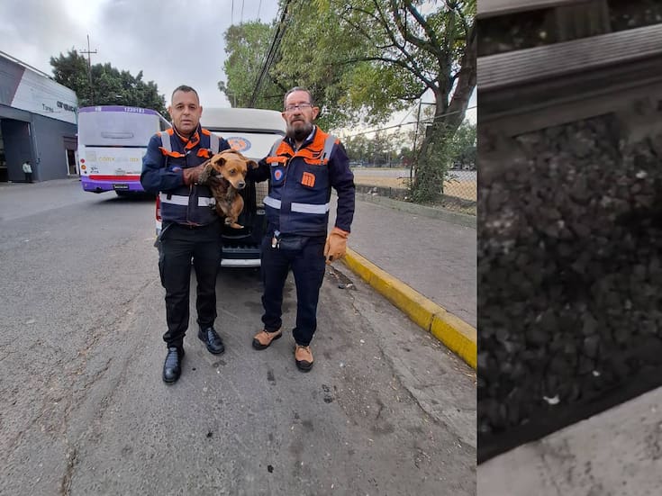 Perro ‘paraliza’ por dos horas estación del metro en CDMX; lo atrapan y lo llevan a un centro de Transferencia Canina