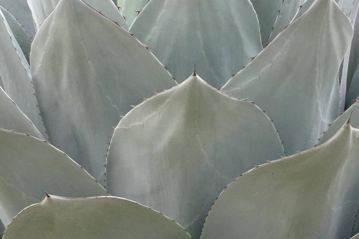 Advierten antropólogos y artistas sobre la extinción del maguey