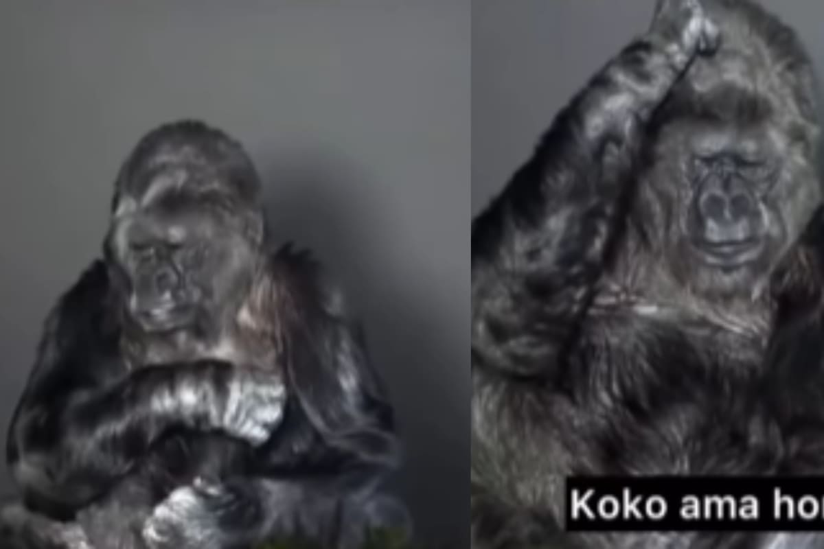 “Salva al mundo, de prisa.!”:Dan a conocer insolito video de Koko la Gorila adiestrada que se podía comunicar con los humanos, antes de fallecer