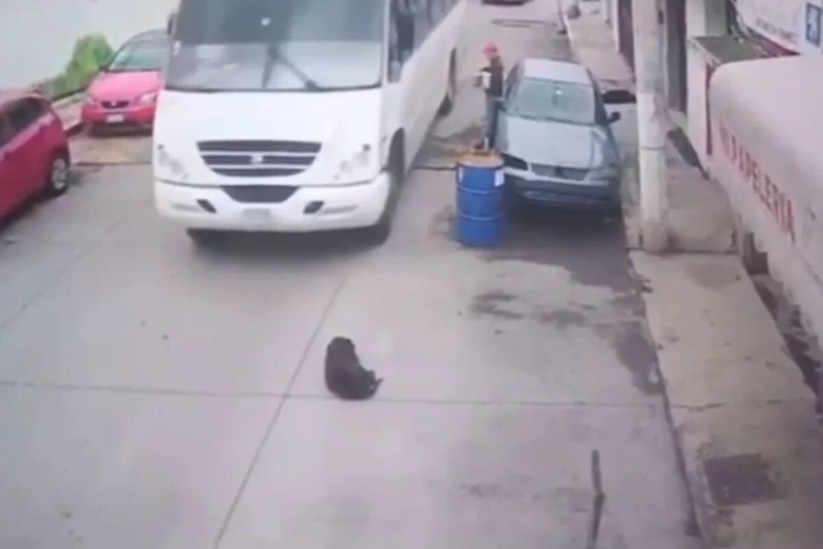 Indigna muerte de perro tras cráneo reventado; chofer indemnizará familia