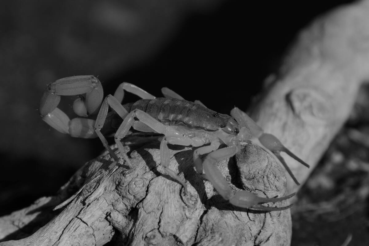 Alacrán. Foto: Pexels